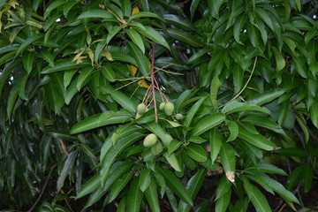 Mangro fruit tree green 