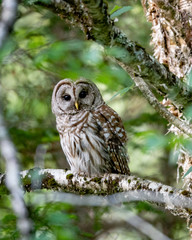 Barred owl perched in tree
