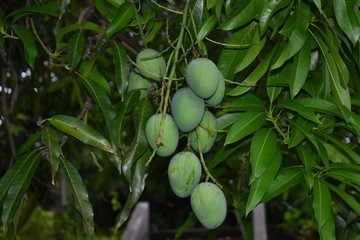 Mangro fruit tree green 