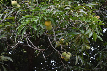Mangro fruit tree green 