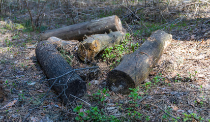 Everything in the world has an end, and any piece of wood becomes either a firewood or rotten
