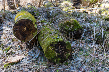 Everything in the world has an end, and any piece of wood becomes either a firewood or rotten
