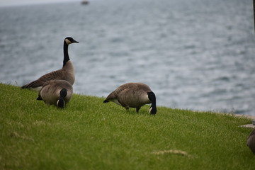 goose on field with ocean background