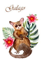 Watercolor galago isolated on a white background