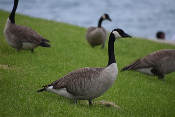 goose on field with ocean background