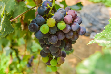 Grape growing in vineyard