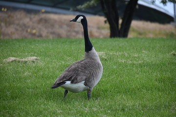 goose on field with ocean background