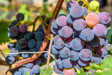 Grape growing in vineyard