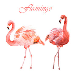 Watercolor couple of pink flamingos isolated on a white background