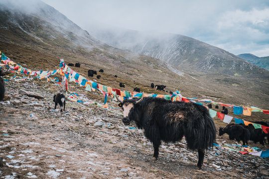 Yak and colorful Fengma Banner in Zheduo Mountain,Sichuan, China