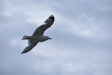 flying bird on the city freedom