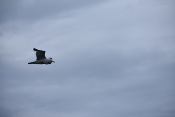 flying bird on the city freedom
