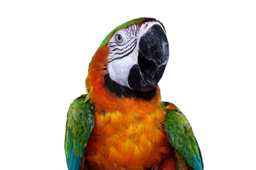 close up portrait parrot on clear white background