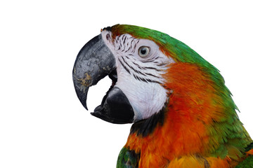 Parrots and crosshead shoot in a white background
