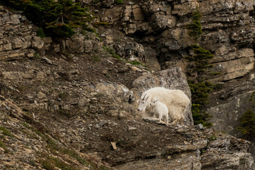 Obraz na płótnie Canvas Mountain Goat Adult and Kid On Cliff