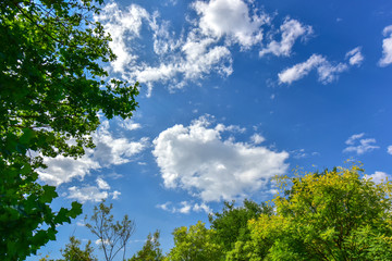 Urban park landscape