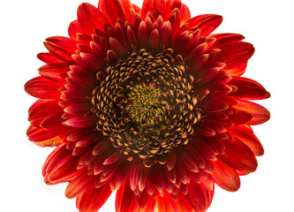 red gerbera flower isolated on white background HDR