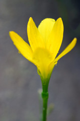 The flower of a yellow lily growing in a summer garden
