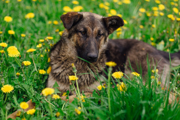 Young homeless shepherd is lying in a field of dandeions