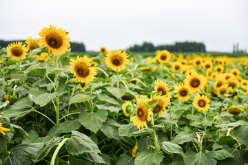 Obraz premium Sunflowers growing in farmland