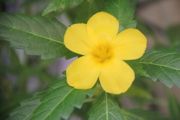 Obraz premium yellow flower of venezuela