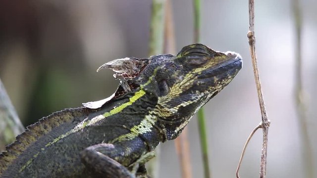 ants running on brown basilisk head
