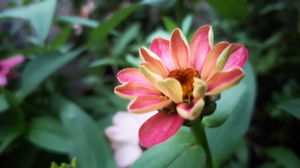 Pink flower in garden