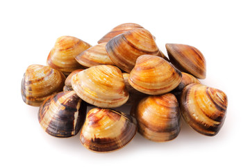 はまぐり　Hard clam