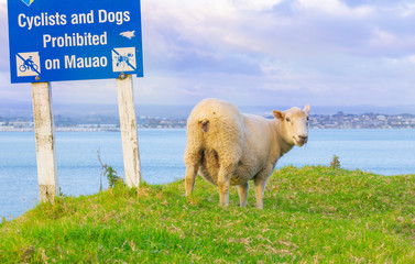 One lamb on grass under Tauranga City Council warning sign on slope of Mount Maunganui