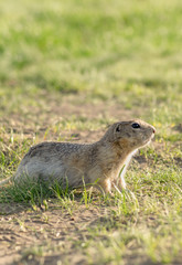 Naklejka na ściany i meble vertical photo gopher who stands on four legs in a Sunny meadow