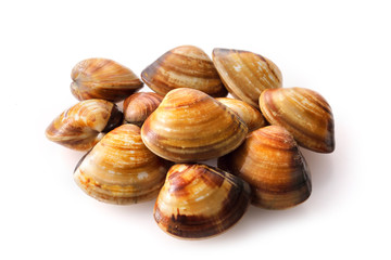 はまぐり　Hard clam