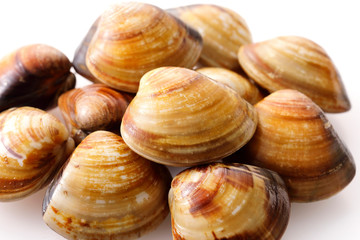 はまぐり　Hard clam