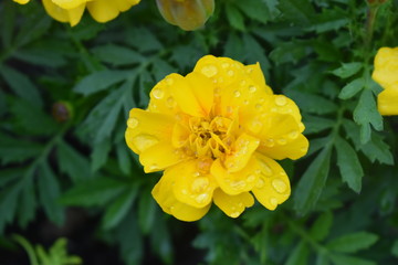 yellow flower blossom