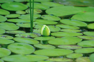 lily pad white flower