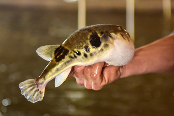 Luannan County - April 29, 2018: At Luannan River Dolphin Farm, Luannan County, Tangshan City,...