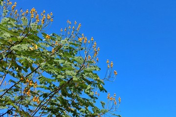 Yellow flowers with green leaves