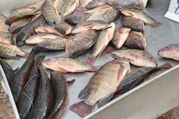 fresh fish in the market