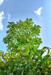 Papaya tree with vegetation around