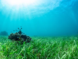 Photo sur Plexiglas Turquoise les petits poissons vivent dans les coraux et les herbiers marins