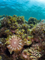 Naklejka na ściany i meble crown of thorns starfish and coral reef underwater