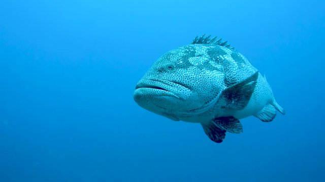 Large adult giant grouper swims purposefully through crystal clear water in the Gulf of Thailand.