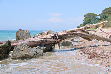 Driftwood on the beach on the island of Kos in Greece