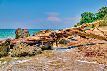 Driftwood on the beach on the island of Kos in Greece