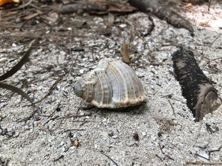 turtle on beach