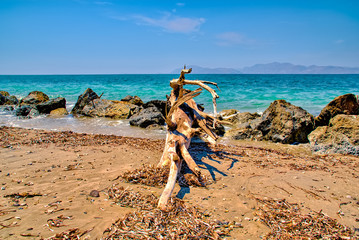 Fototapeta na wymiar Driftwood on the beach on the island of Kos in Greece