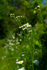 Summer wildflowers