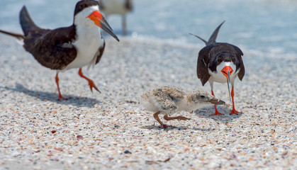 Birds on the beach