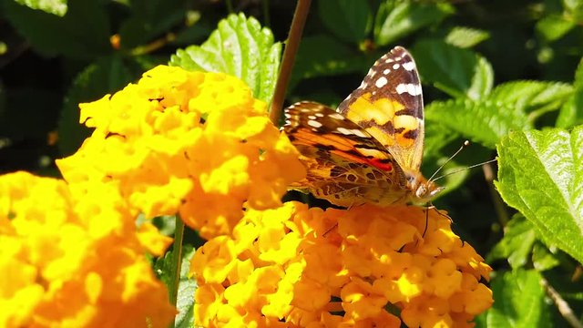 Close up video of a painted lady butterfly collecting nectar from yellow lantana camara flowers. Shot at 120 fps.