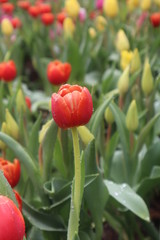 red tulips in the garden