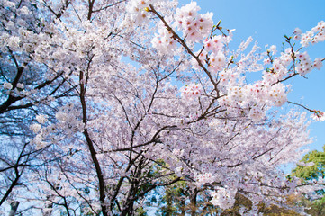 Cherry trees in full blossom of To-ji Temple in Kyoto.